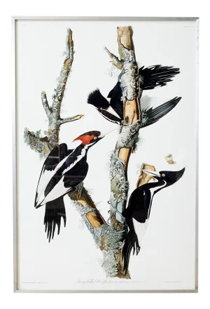 Audubon Ivory-Billed Woodpecker Plate #66 Framed