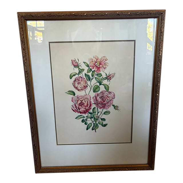 A Hand Colored Engraving of Pink Roses For Sale
