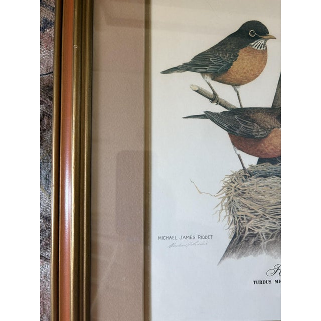 Wood Vintage Robin Bird Reproduction Print Michael James Riddet Ornithology Wall Art Wood Frame For Sale - Image 7 of 14