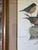 Wood Vintage Robin Bird Reproduction Print Michael James Riddet Ornithology Wall Art Wood Frame For Sale - Image 7 of 14