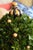 English MacKenzie-Childs Courtly Check Holiday Boxwood Topiary Trees With Gold Accents — A Pair For Sale - Image 3 of 18
