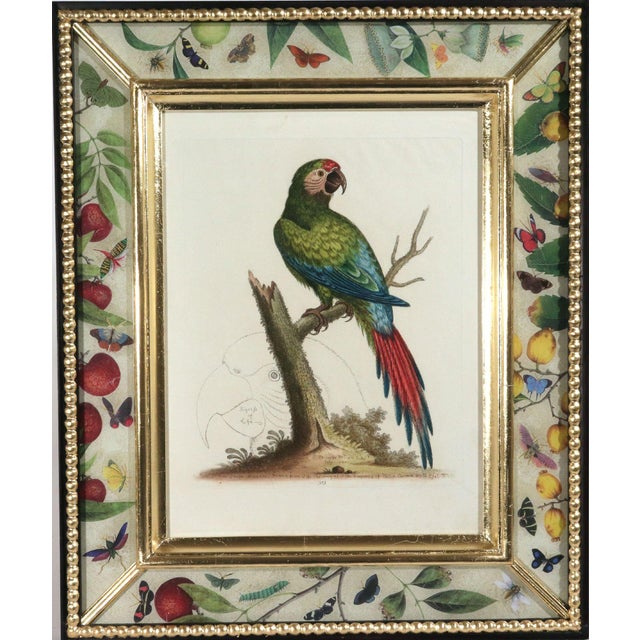 English !8th-Century Engraved Prints of Exotic Birds by George Edwards With Decoupage Frames (12) For Sale - Image 3 of 14
