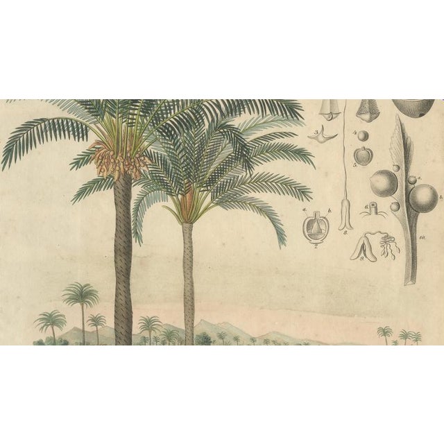 Cycad, 1831, Paper For Sale - Image 4 of 9