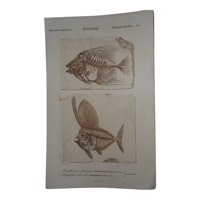 Sepia Fossilized Fish Engraving For Sale