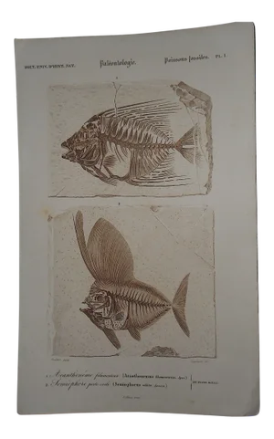 Sepia Fossilized Fish Engraving