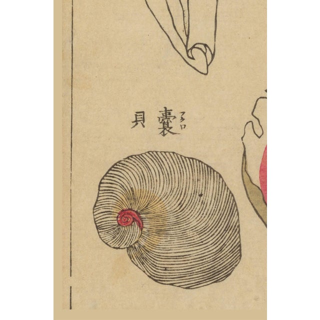 Vintage Japanese Seashells, Woodblock Print Reproduction, 32" X 48" For Sale - Image 4 of 10