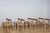 1960s Mid-Century Modern Dining Chairs by Arne Hovmand-Olsen for Mogens Kold, 1960s, Set of 8 For Sale - Image 5 of 18