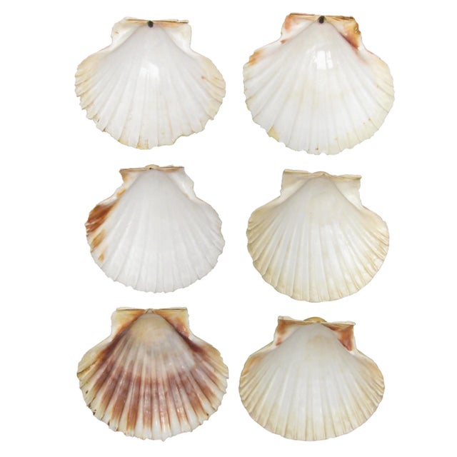 Shabby Chic French Mediterranean Scallop Shells - Set of 6 For Sale - Image 3 of 3
