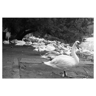 Paul Cooklin, Swans on the Vltava River, Silver Gelatin Photograph, Limited Edition of 10 For Sale