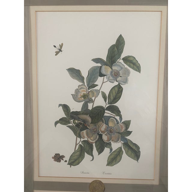 Paper 1980s Mark Catesby Hand-Colored Engraving Prints Set of 4 For Sale - Image 7 of 13