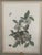 Paper 1980s Mark Catesby Hand-Colored Engraving Prints Set of 4 For Sale - Image 7 of 13