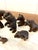 Small 19th Century Carved Oak Black Forest Bears, 1860s, Set of 15 For Sale - Image 12 of 16