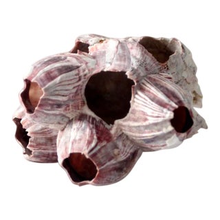 Barnacle Shell For Sale