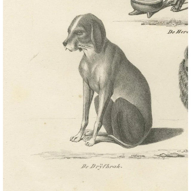 19th-century lithograph of wild and domestic dogs, including the dingo and spitz this detailed 19th-century lithograph...