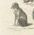 19th-century lithograph of wild and domestic dogs, including the dingo and spitz this detailed 19th-century lithograph...