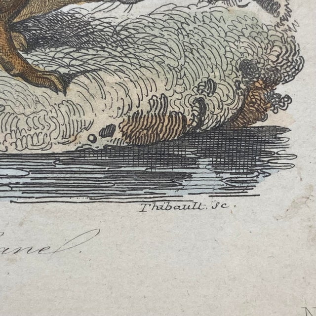 French Antique 18th Century "La Genette" Animal Engraving Hand Colored Signed Artwork For Sale - Image 10 of 12