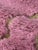 Contemporary Pink Moroccan Handmade Rug - 8.2 X 6.5 Ft For Sale - Image 4 of 8