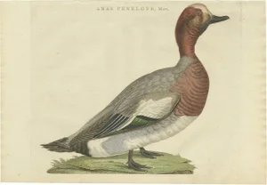 Sepp & Nozeman, Bird Illustration of the Male Eurasian Wigeon or Widgeon, 1797, Print