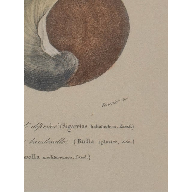 Set of Three 19th Century French Hand Colored Mollusk Engravings Dictionnaire Universel D’Histoire Naturelle For Sale - Image 4 of 10