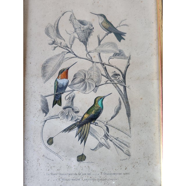 Buffon, Animal Composition, 1853, Pigment Prints, Framed, Set of 2 For Sale - Image 10 of 18