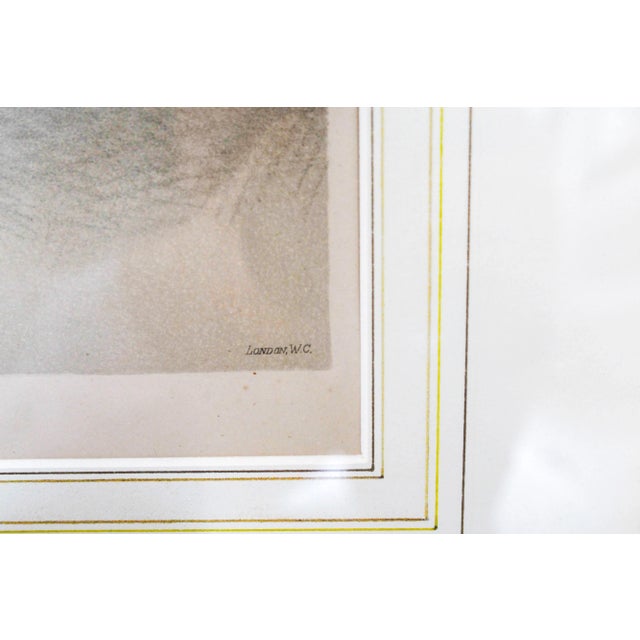 Late 19th Century Botanical Large Gold Wood Framed Chromolith Orchid Saccolabium Coeleste Print From Reichenbachia For Sale In Washington DC - Image 6 of 8