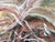 Kristi Haines Herman “Too Late, Too Much” Contemporary Gestural Abstract Expressionist Painting, 2024 For Sale - Image 10 of 10