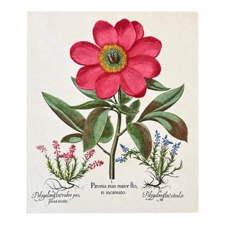 Peony & Milkwort Vintage Besler Botanical Reproduction Print For Sale