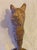 Wood Vintage Syroco Wood Resin Scottish Terrier Head Figural Bottle Opener For Sale - Image 7 of 10