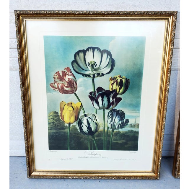 1940s Vintage Set of Two Dr Robert John Thornton Botanical Prints, the Tulips & the Pontic Rhododendron For Sale - Image 5 of 12