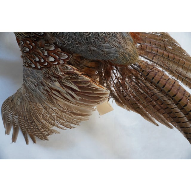 Taxidermy Pheasant in Mid Flight For Sale - Image 14 of 14