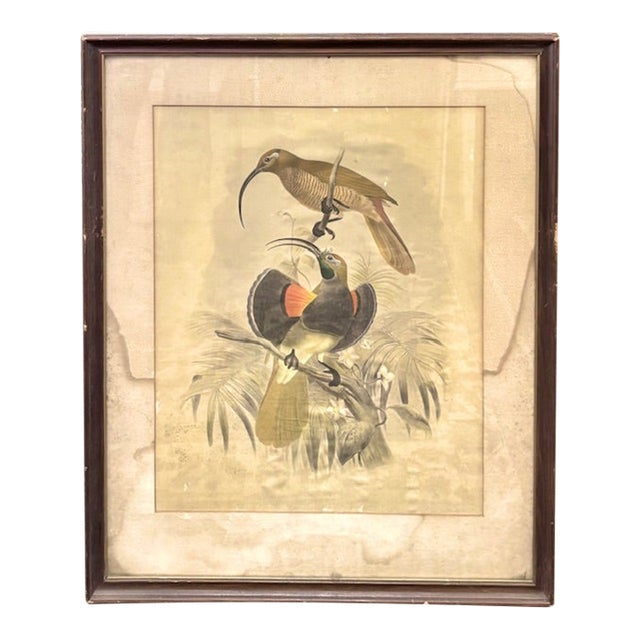 19th Century Dutch Print of Birds by Artist Josef Smit For Sale