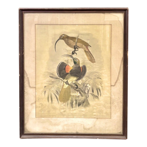 19th Century Dutch Print of Birds by Artist Josef Smit