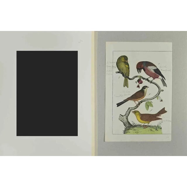 Green Finch is an Etching hand colored realized by Gotthilf Heinrich von Schubert - Johann Friedrich Naumann, Illustration...