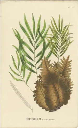Carolo Ludovico Blume, Ferns of Java Polypodium, 1829, Lithograph
