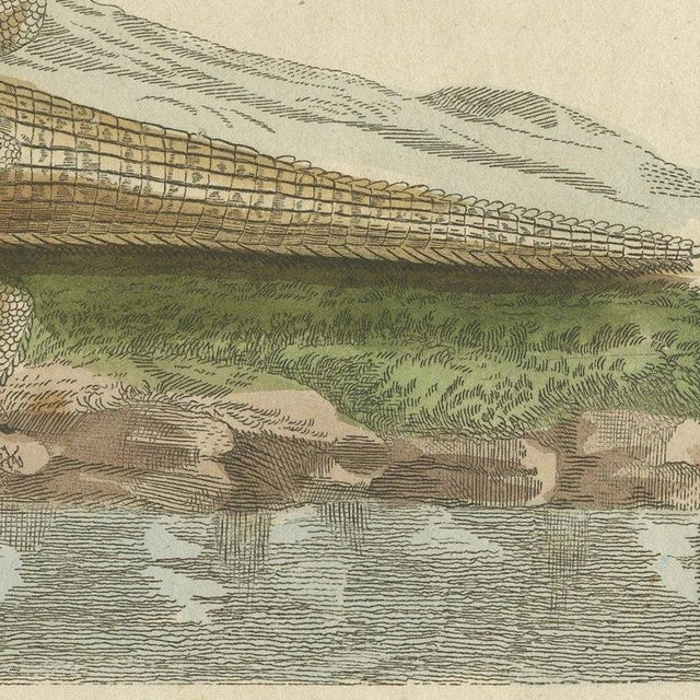 Paper Bertuch, Crocodiles with an Egyptian Pyramid, 1805, Print For Sale - Image 7 of 12