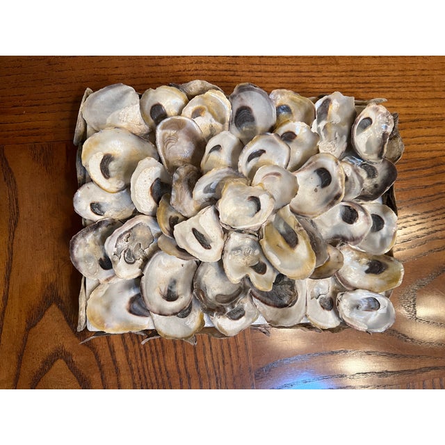 1980s Vintage Oyster Shell Treasure Box For Sale - Image 5 of 7