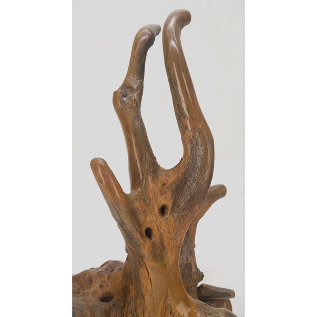 Mid-Century Modern Large 25" Tall Artist Signed Driftwood Root Burl Wood Natural Sculpture NICE! For Sale - Image 3 of 14