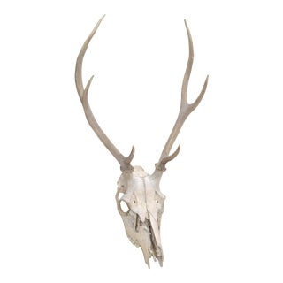 Vintage Taxidermy Forrest Deer Antlers Horns Folk Art For Sale