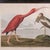 Vintage Scarlet Ibis Picture, English, Framed Print, Jj Audubon, Wildlife Art For Sale - Image 4 of 9