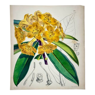 Yellow Rhododendron Original Botanical Print by Curtis, 1856 For Sale