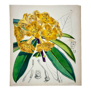 Yellow Rhododendron Original Botanical Print by Curtis, 1856