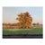 A serene landscape painting of a large oak tree. I love the warm early morning colors.