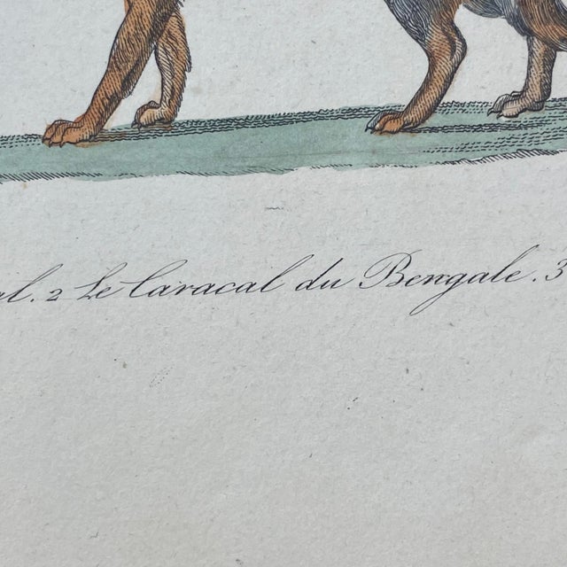Paper French Antique 18th Century "Le Chacal" Animal Engraving Hand Colored Signed Artwork For Sale - Image 7 of 11