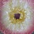 French French Orchies Majolica Pink Daisy Floral Plate Circa 1890 For Sale - Image 3 of 8