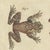 Bertuch, Five Tree Frogs, 1815, Print For Sale - Image 4 of 12