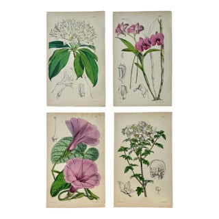 Original Botanical Engravings by William Curtis, 1816 (Set of 4) For Sale