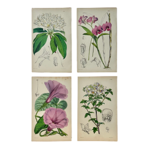 Original Botanical Engravings by William Curtis, 1816 (Set of 4)