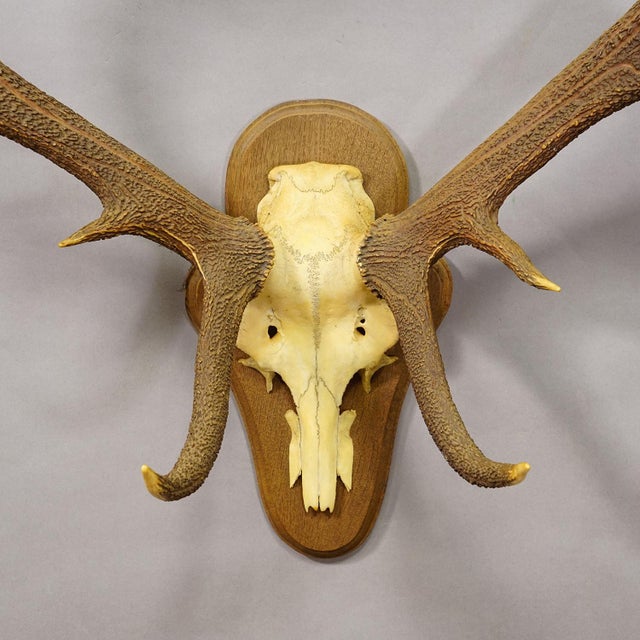 Black Forest 12 Pointer Red Deer Trophy on Wooden Plaque - Germany 1930 For Sale - Image 4 of 5