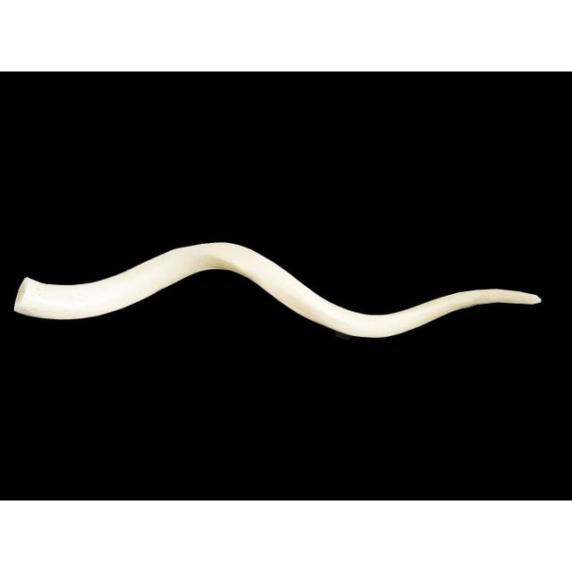 Contemporary Vintage African Kudu Horn Antler For Sale - Image 3 of 10