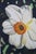 White Late 20th Century Deborah Rubin "Daffodils" Botanical Still Life Watercolor Painting Framed 50" For Sale - Image 8 of 10